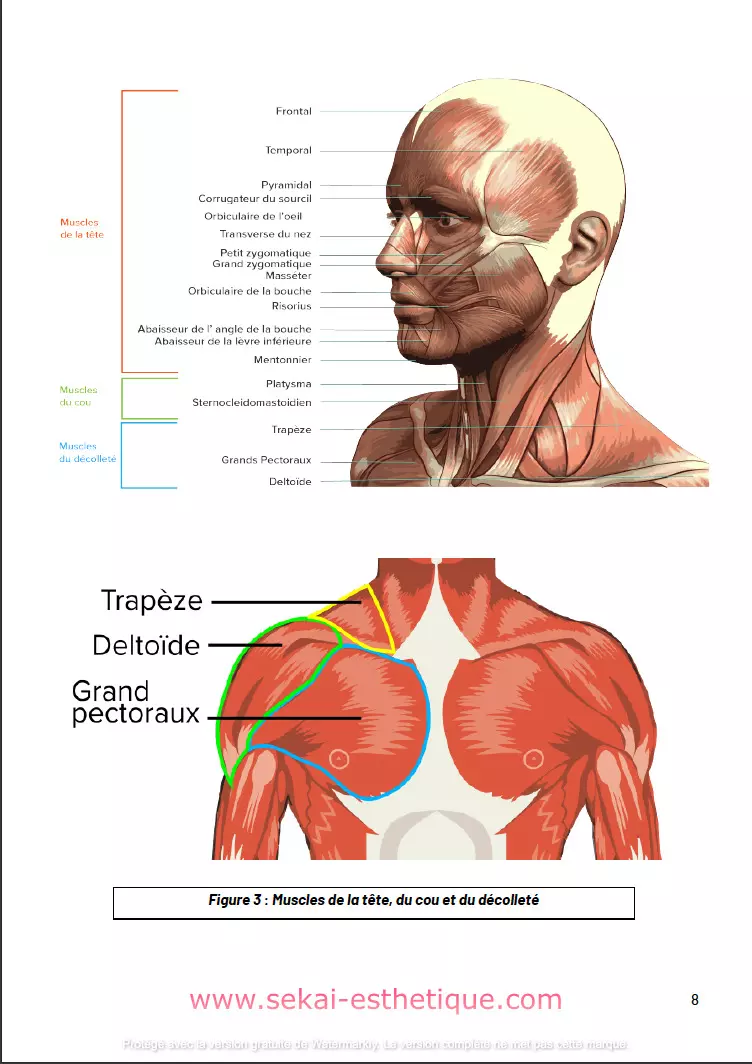 PÔLE 1 / EP1 : Techniques esthétiques du visage, des mains et des pieds - version numérique – Image 8