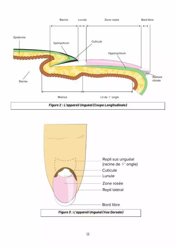 PÔLE 2 / EP2 : Techniques Esthétiques liée aux phanères - version papier – Image 9