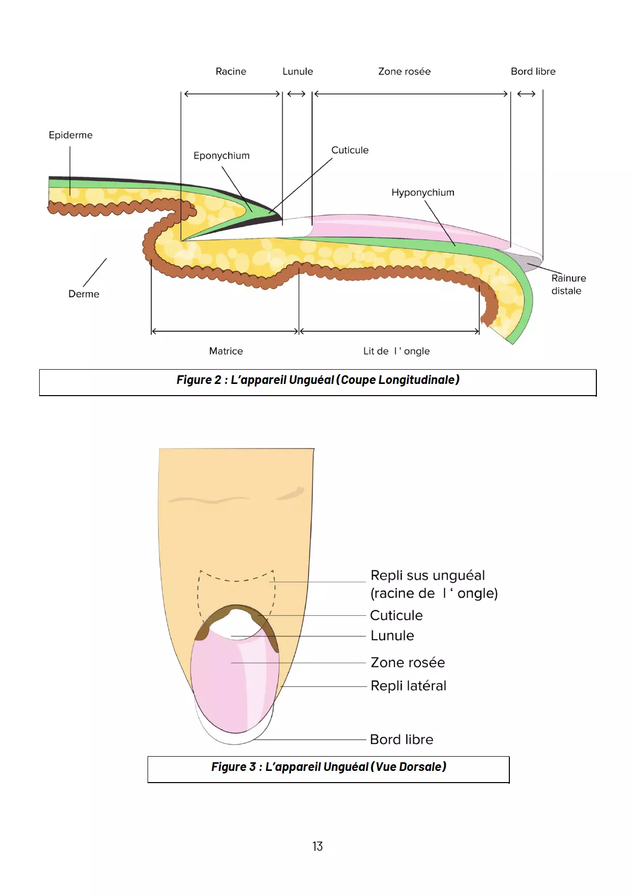 PÔLE 2 / EP2 : Techniques Esthétiques liée aux phanères - version papier – Image 9