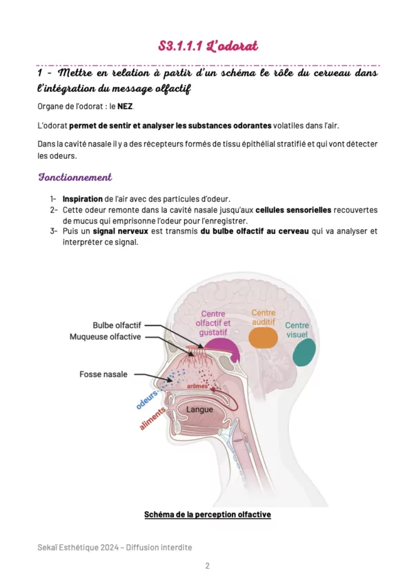 Fiches de révision : Pôle 3 – Techniques Esthétiques – Image 5